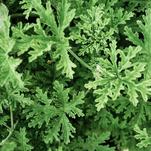 (CA): PREMIUM Αρώματα (20ml)